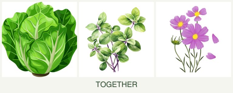 Can you plant lettuce, oregano and cosmos together?