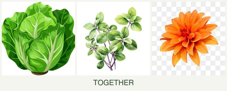 Can you plant lettuce, oregano and dahlias together?