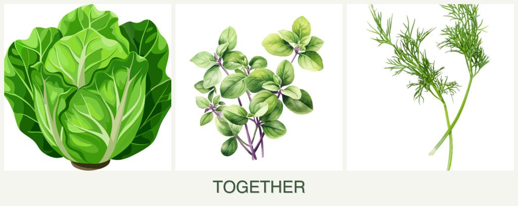 Can you plant lettuce, oregano and dill together?