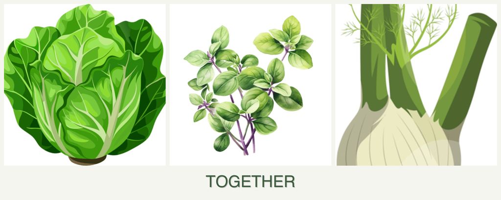 Can you plant lettuce, oregano and fennel together?