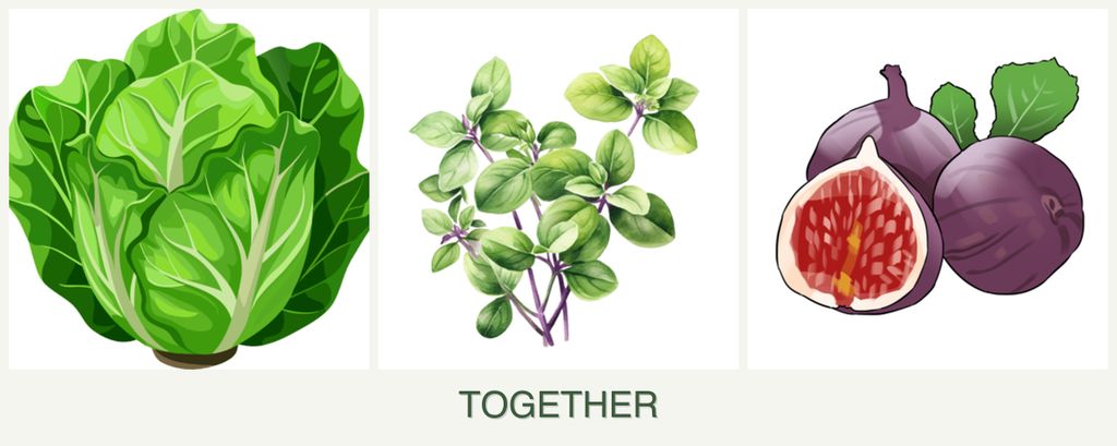 Can you plant lettuce, oregano and figs together?