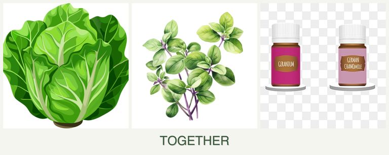 Can you plant lettuce, oregano and geraniums together?