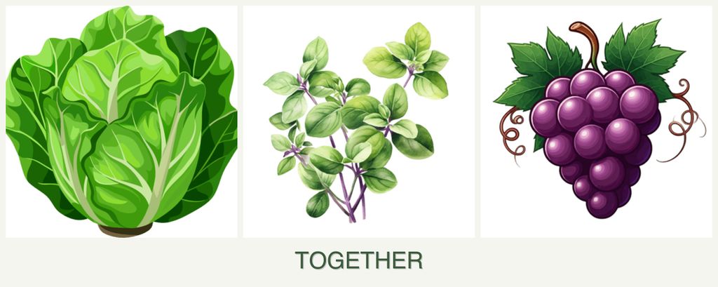 Can you plant lettuce, oregano and grapes together?