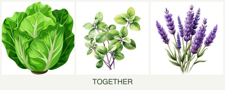 Can you plant lettuce, oregano and lavender together?