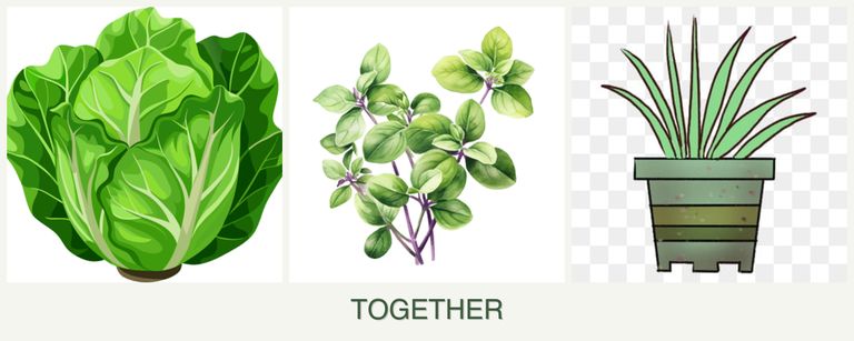 Can you plant lettuce, oregano and lemongrass together?