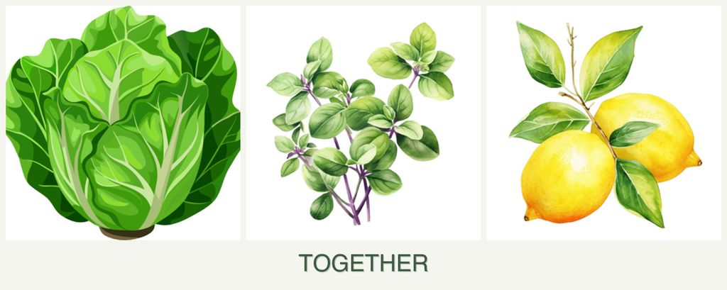 Can you plant lettuce, oregano and lemons together?