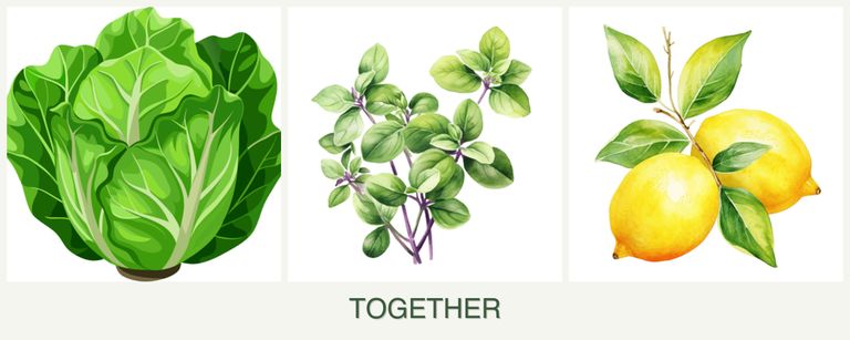 Can you plant lettuce, oregano and lemons together?