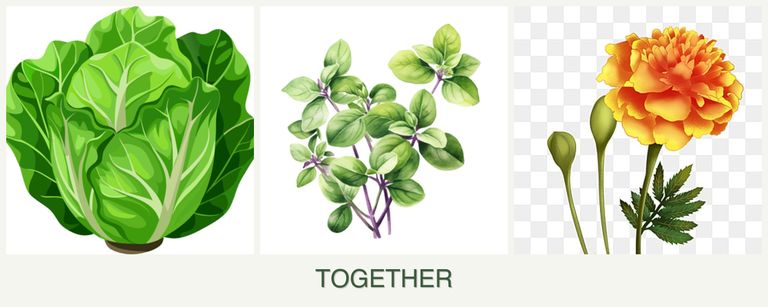 Can you plant lettuce, oregano and marigolds together?