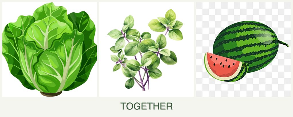 Can you plant lettuce, oregano and melons together?
