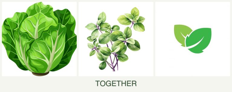 Can you plant lettuce, oregano and mint together?