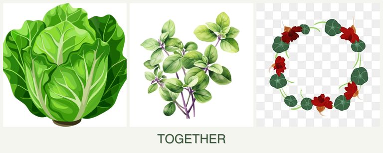 Can you plant lettuce, oregano and nasturtiums together?