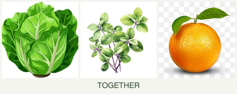 Can you plant lettuce, oregano and oranges together?