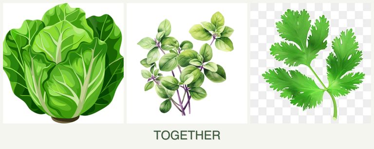 Can you plant lettuce, oregano and parsley together?