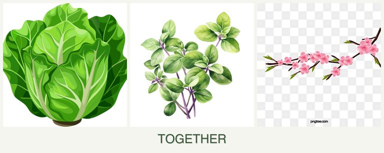 Can you plant lettuce, oregano and peaches together?
