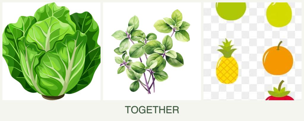Can you plant lettuce, oregano and pears together?