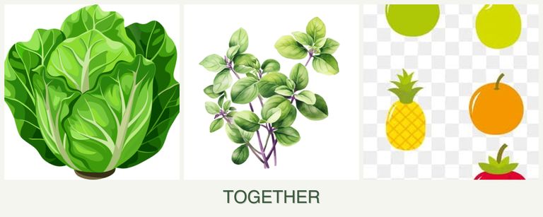 Can you plant lettuce, oregano and pears together?