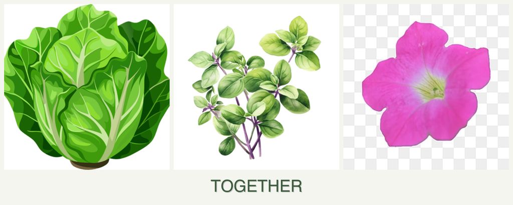 Can you plant lettuce, oregano and petunias together?