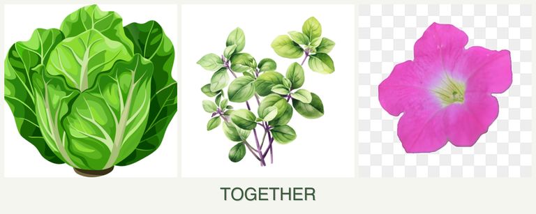 Can you plant lettuce, oregano and petunias together?