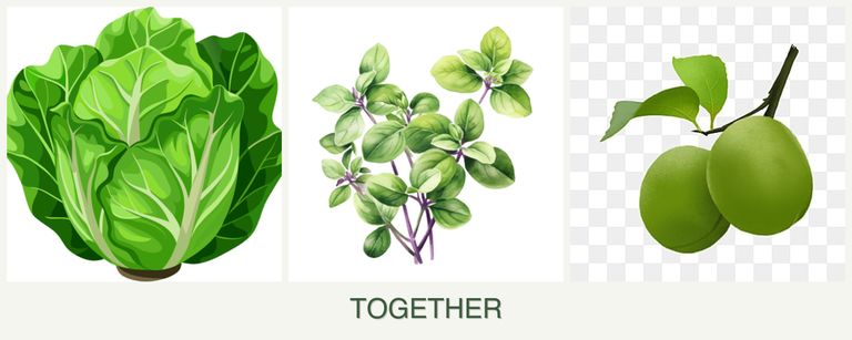 Can you plant lettuce, oregano and plums together?