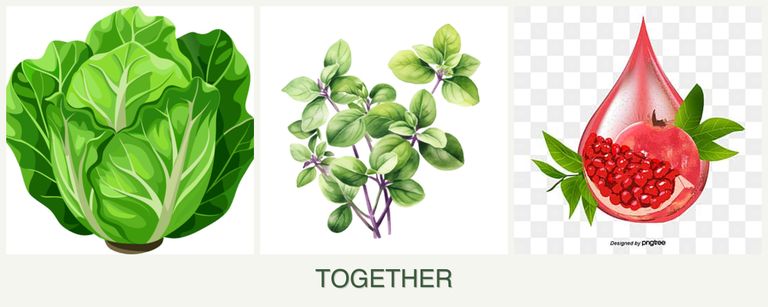 Can you plant lettuce, oregano and pomegranates together?