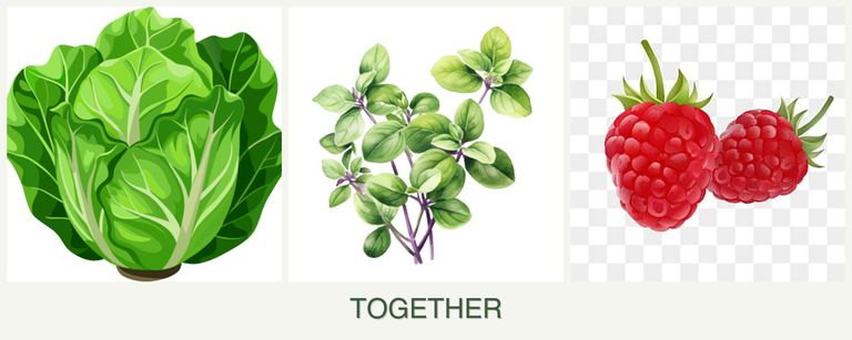 Can you plant lettuce, oregano and raspberries together?