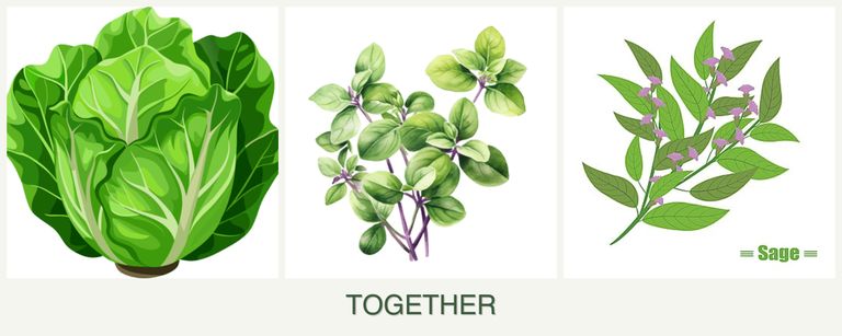 Can you plant lettuce, oregano and sage together?