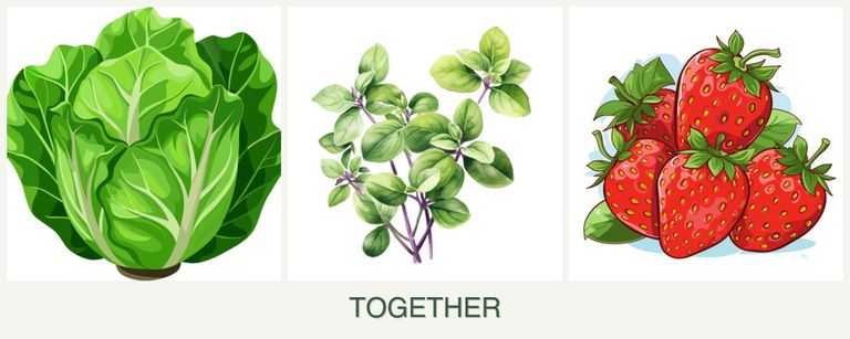 Can you plant lettuce, oregano and strawberries together?