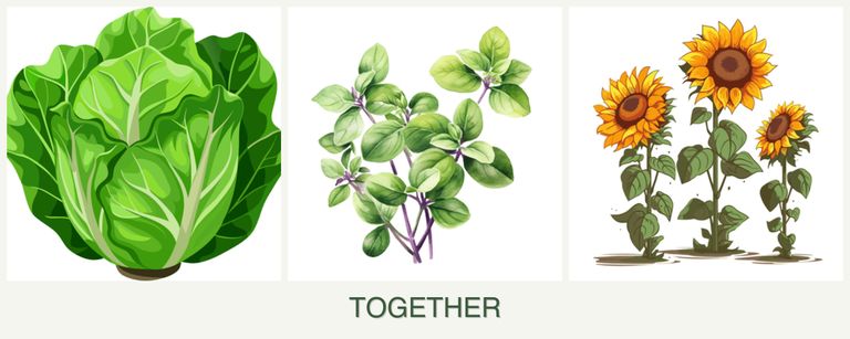 Can you plant lettuce, oregano and sunflowers together?