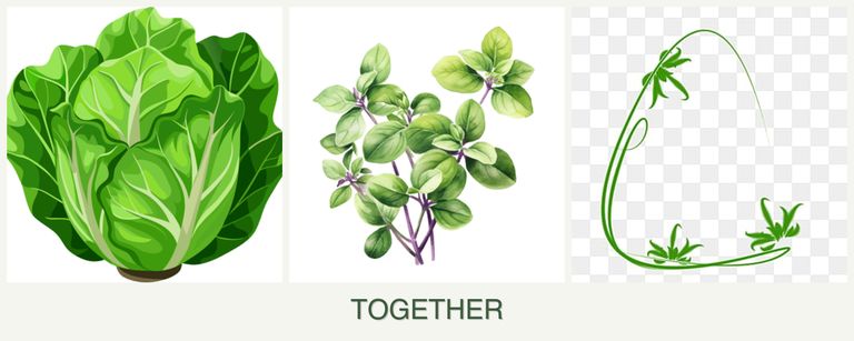 Can you plant lettuce, oregano and tarragon together?