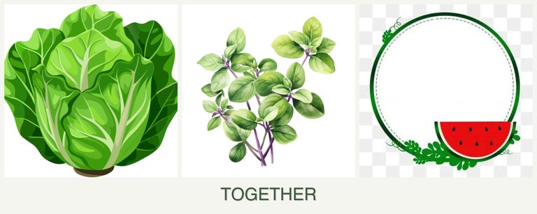 Can you plant lettuce, oregano and watermelons together?