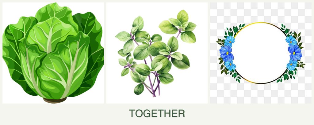 Can you plant lettuce, oregano and zinnias together?