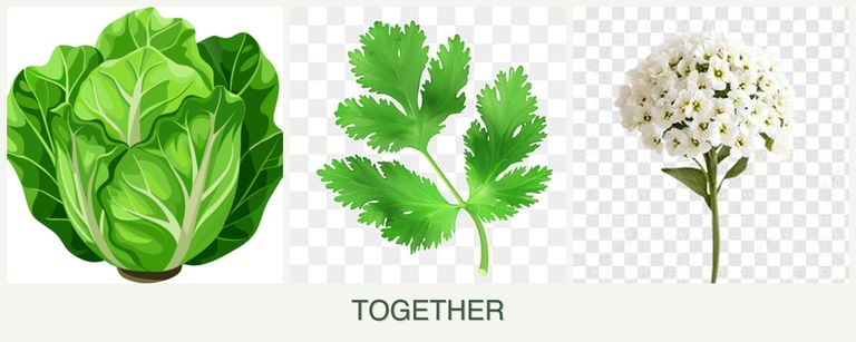 Can you plant lettuce, parsley and alyssum together?