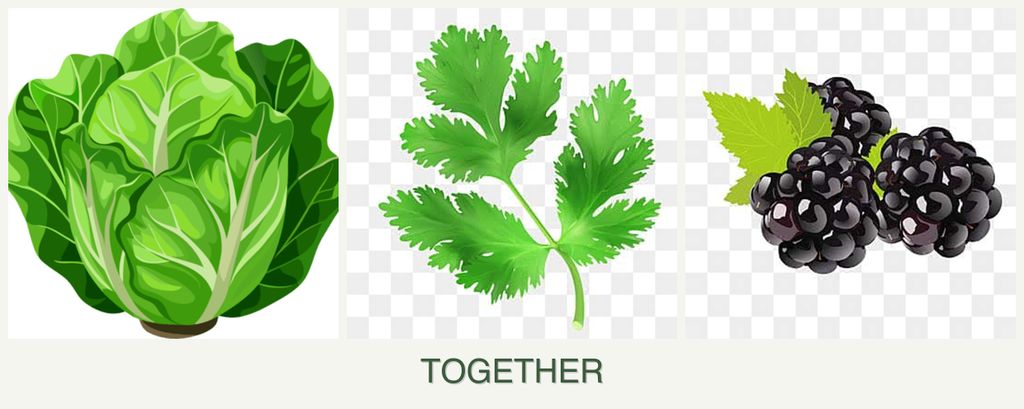 Can you plant lettuce, parsley and blackberries together?