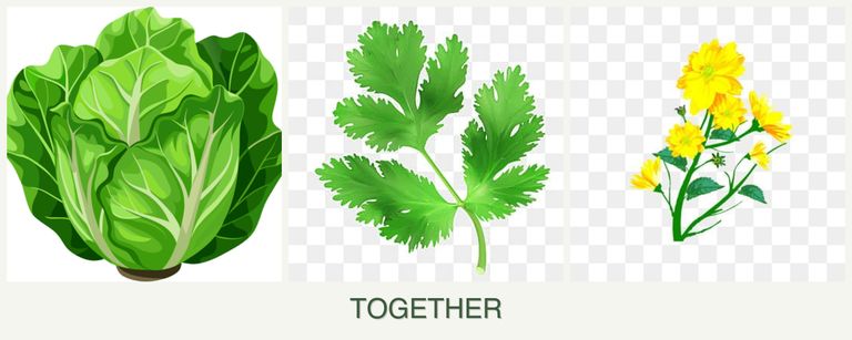 Can you plant lettuce, parsley and calendula together?