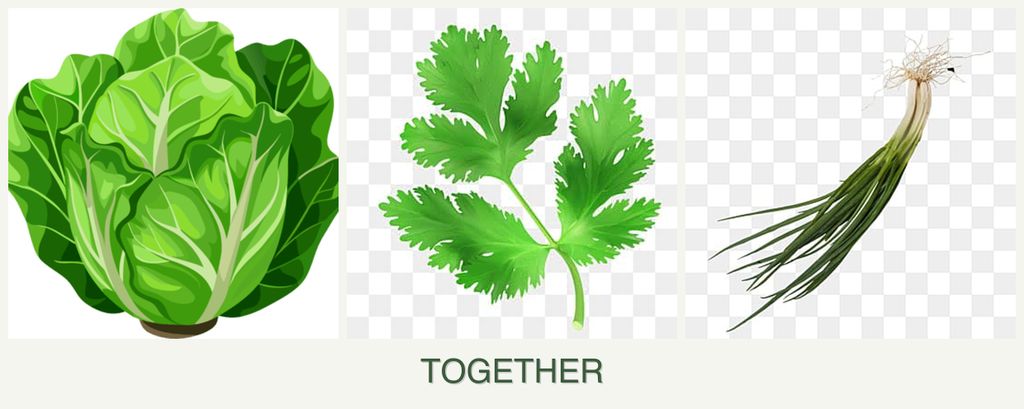 Can you plant lettuce, parsley and chives together?