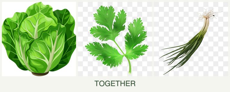 Can you plant lettuce, parsley and chives together?