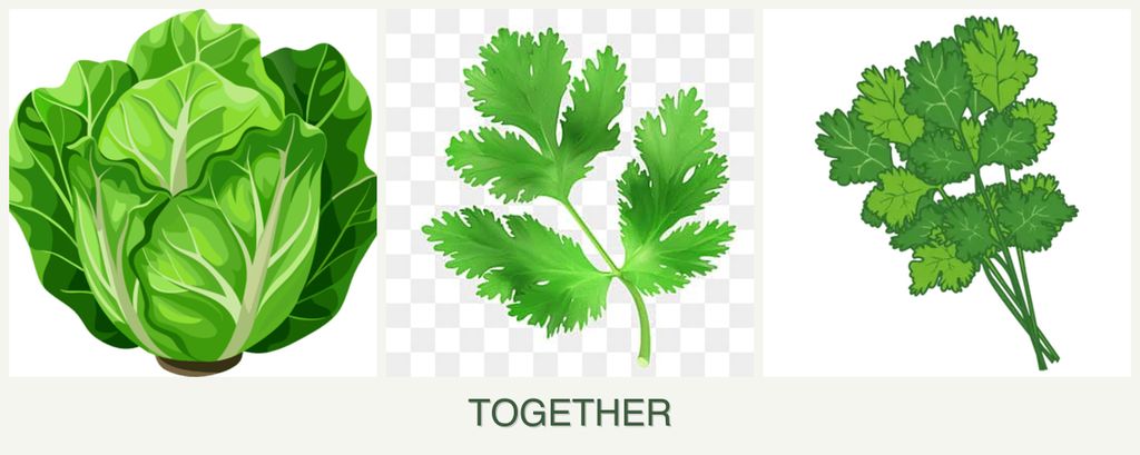 Can you plant lettuce, parsley and cilantro together?