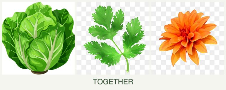 Can you plant lettuce, parsley and dahlias together?