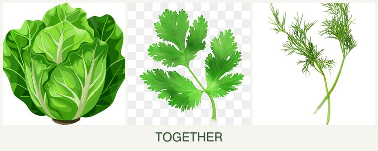 Can you plant lettuce, parsley and dill together?