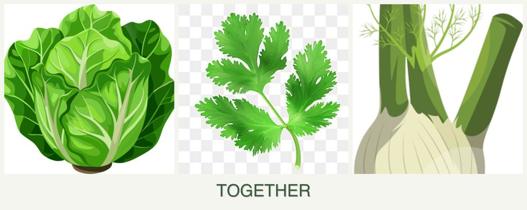 Can you plant lettuce, parsley and fennel together?