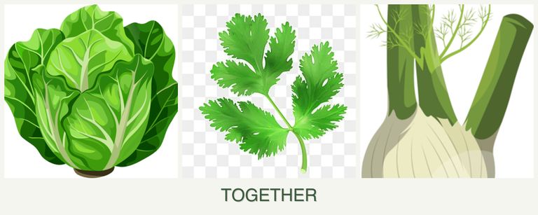 Can you plant lettuce, parsley and fennel together?