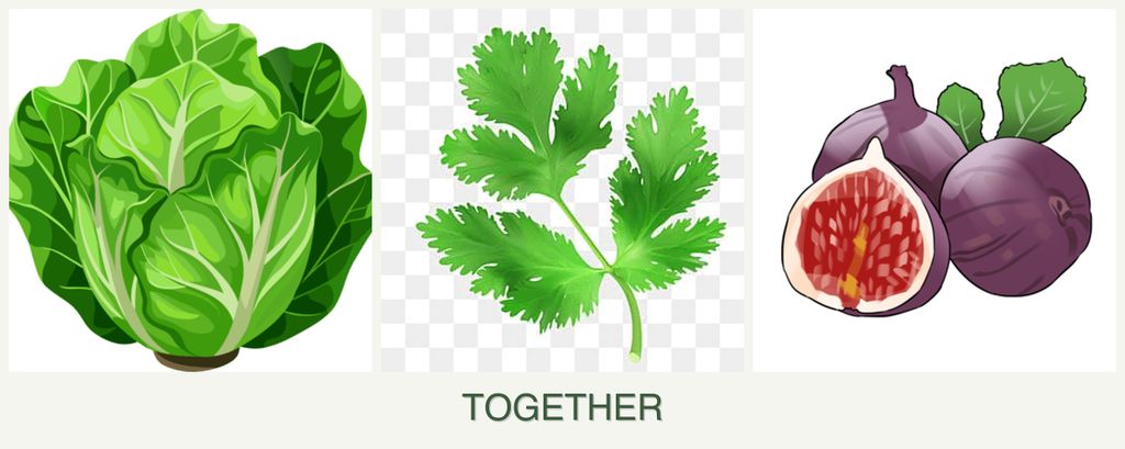 Can you plant lettuce, parsley and figs together?