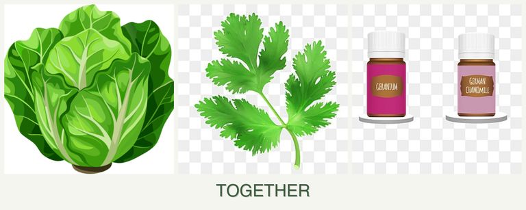 Can you plant lettuce, parsley and geraniums together?