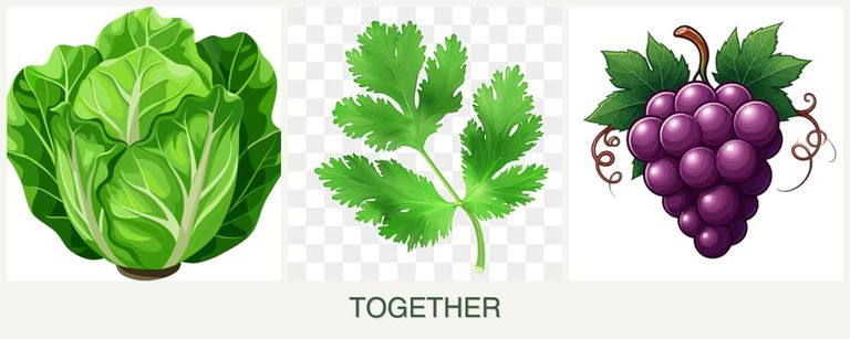 Can you plant lettuce, parsley and grapes together?