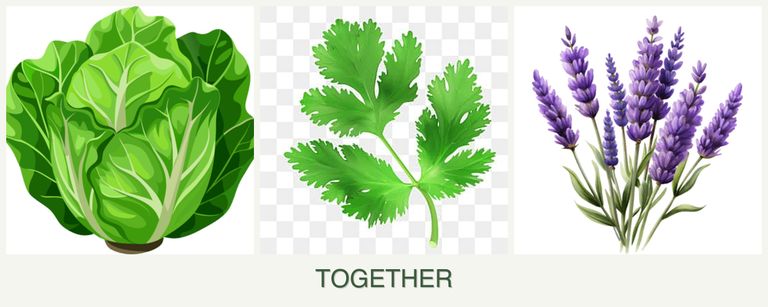 Can you plant lettuce, parsley and lavender together?
