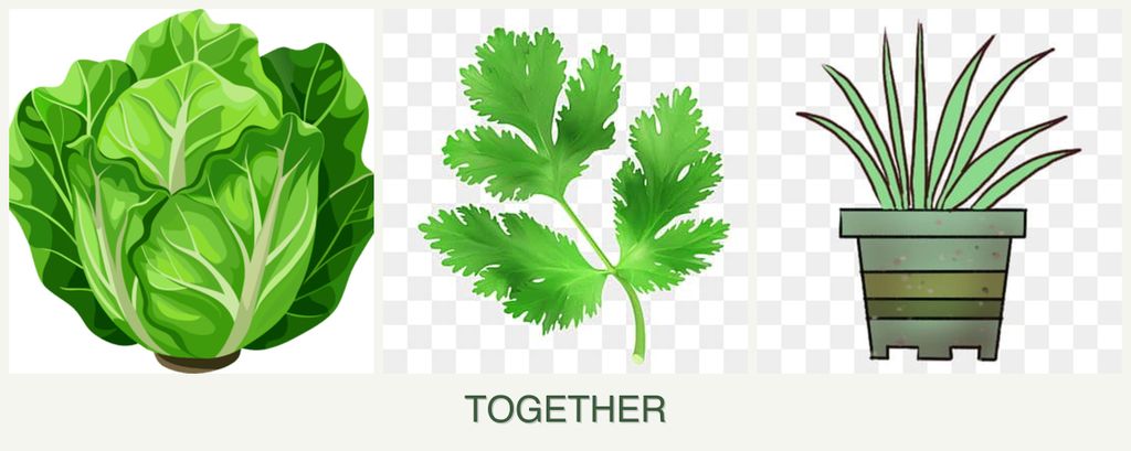 Can you plant lettuce, parsley and lemongrass together?