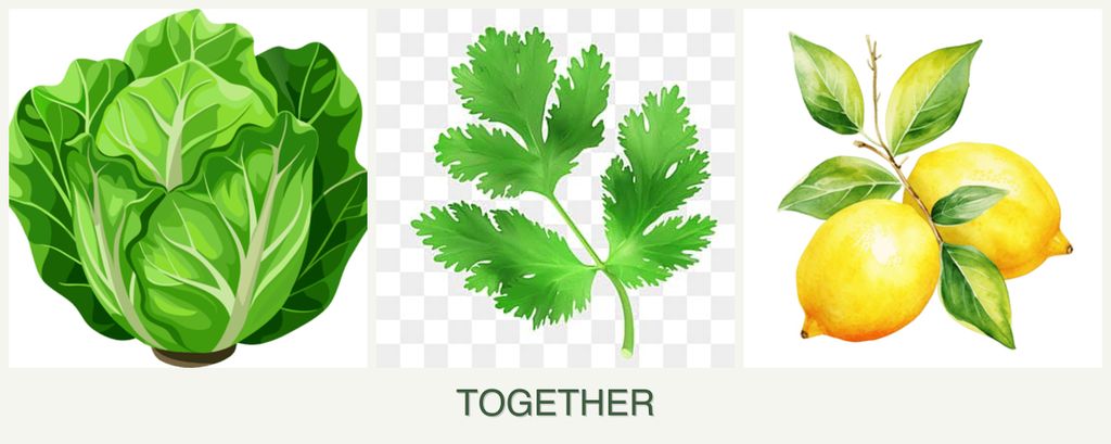 Can you plant lettuce, parsley and lemons together?