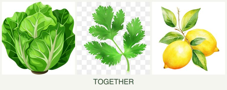 Can you plant lettuce, parsley and lemons together?