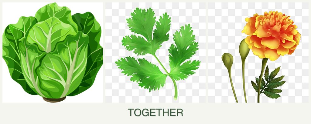Can you plant lettuce, parsley and marigolds together?