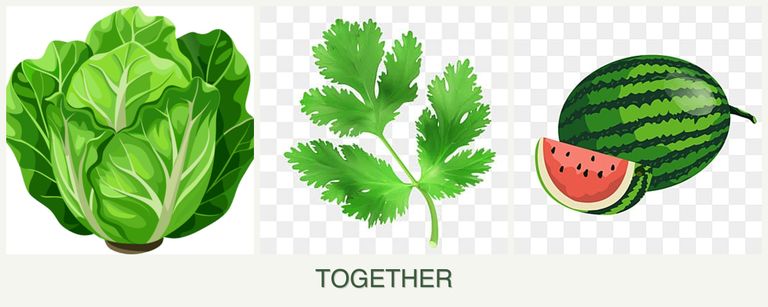 Can you plant lettuce, parsley and melons together?